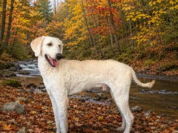 Charlie -  Standard Poodle and Labrador Retriever Dog for Adoption in Raleigh, North Carolina - Charlie | PetCurious