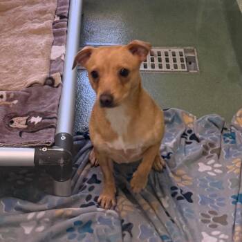 Jack Russell Terrier and Chihuahua Dogs Available for Adoption in West Palm Beach, Florida - Dazi | PetCurious