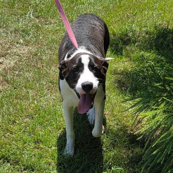 DILL PICKLES  LOWER FEE -  Shepherd Dog for Adoption in Locust Fork, Alabama - DILL PICKLES  LOWER FEE | PetCurious
