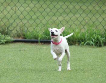 Mulberry -  Chihuahua Dog for Adoption in Grand Rapids, Michigan - Mulberry | PetCurious