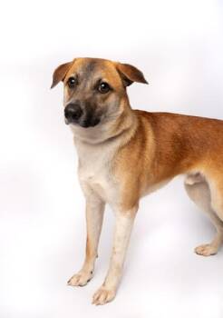 Mixed Breed Dogs Available for Adoption in Fort Worth, Texas - Parrot | PetCurious