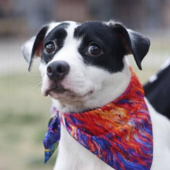 SANDY -  Terrier Dog for Adoption in San Antonio, Texas - SANDY | PetCurious