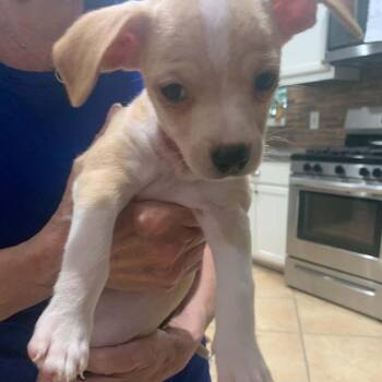 Hope -  Chihuahua Dog for Adoption in Park Row, Texas - Hope | PetCurious