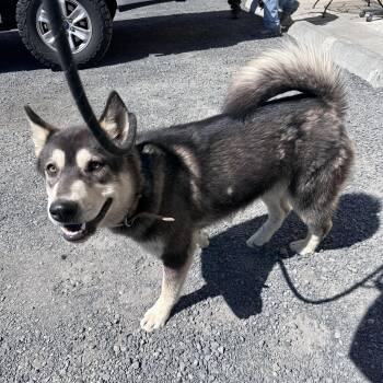 Shiba Inu Dogs Available for Adoption in Moses Lake, Washington - Checkers | PetCurious