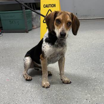 Beaglejuice -  Beagle Dog for Adoption in Bardstown, Kentucky - Beaglejuice | PetCurious