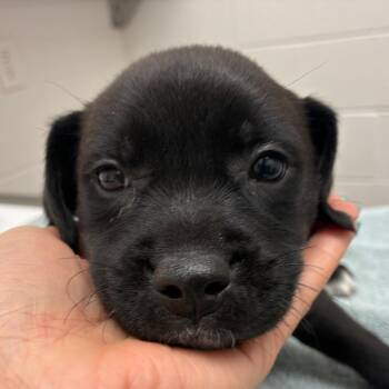 Mahi -  Black Labrador Retriever and Mixed Breed Dog for Adoption in Corpus Christi, Texas - Mahi | PetCurious
