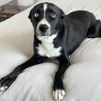 Snuggly Sage -  Black Labrador Retriever and Labrador Retriever Dog for Adoption in Burlington, North Carolina - Snuggly Sage | PetCurious
