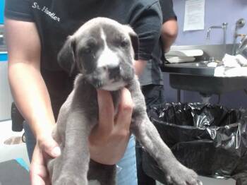 Pit Bull Terrier and Mixed Breed Dogs Available for Adoption in Albuquerque, New Mexico - SILKIE | PetCurious