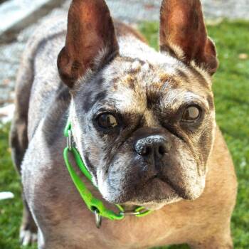 Neil -  French Bulldog Dog for Adoption in Las Vegas, Nevada - Neil | PetCurious