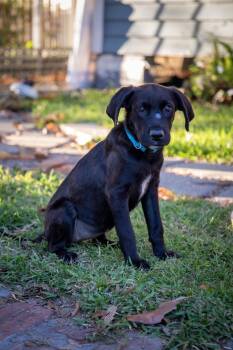 Rescue Black Labrador Retriever Dogs for Adoption in Zachary, Louisiana - Bubbles | PetCurious