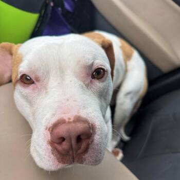 Avocado -  Pit Bull Terrier Dog for Adoption in Valparaiso, Indiana - Avocado | PetCurious
