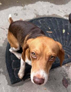 Mac Daddy - COMING SOON OMAHA -  Beagle Dog for Adoption in Overland Park, Kansas - Mac Daddy - COMING SOON OMAHA | PetCurious