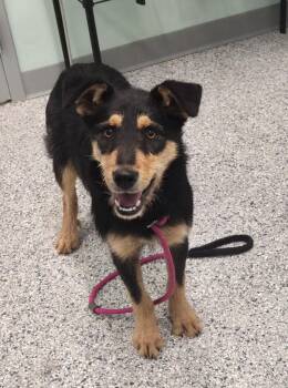 Terrier Dogs Available for Adoption in Athens, Tennessee - MayMay | PetCurious