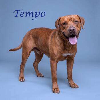 Hound Dogs Available for Adoption in Lebanon, Tennessee - Tempo D26-115 | PetCurious