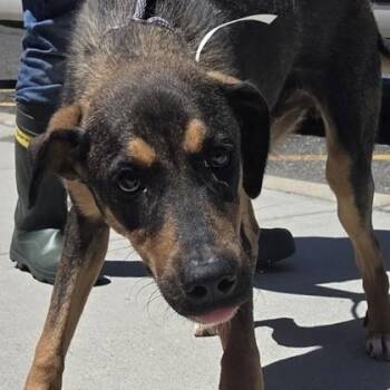 Joshua Basset -  Shepherd and Mixed Breed Dog Available for Adoption in Voorhees Township, New Jersey - Joshua Basset | PetCurious