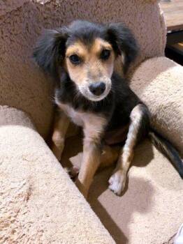 Fritz -  Shetland Sheepdog Sheltie and Spaniel Dog for Adoption in Bedford Hills, New York - Fritz | PetCurious