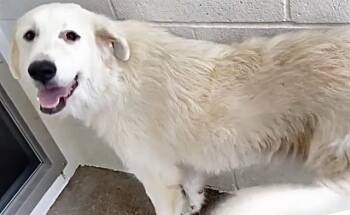 JASPER -  Great Pyrenees Dog for Adoption in Houston, Texas - JASPER | PetCurious