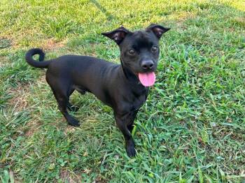 Midnight -  Pug Dog for Adoption in Sparta, Illinois - Midnight | PetCurious