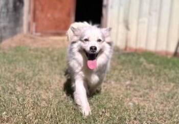 Rescue American Eskimo Dog and Pomsky Dogs for Adoption in Houston, Texas - AURORA: The Smiling Star Who’s Ready To Light Up Your Life | PetCurious