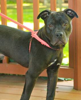 Bixby -  Mixed Breed Dog for Adoption - Bixby | PetCurious