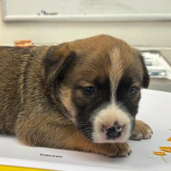 Mixed Breed Dogs Available for Adoption in Corpus Christi, Texas - Ariel | PetCurious