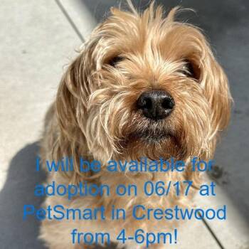 Cash -  Yorkshire Terrier Dog for Adoption in Matteson, Illinois - Cash | PetCurious