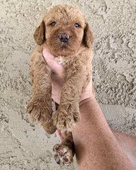 Timber -  Golden Retriever and Standard Poodle Dog for Adoption in Corona, California - Timber | PetCurious