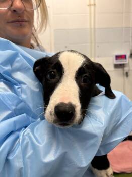 Labrador Retriever and Pit Bull Terrier Dogs Available for Adoption - Chile Con Queso | PetCurious