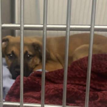 Mountain Cur and Mixed Breed Dogs Available for Adoption in Nashville, Tennessee - Sean | PetCurious
