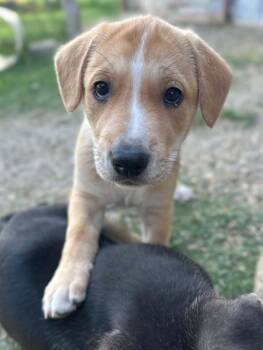 Shepherd and Mixed Breed Dogs Available for Adoption in Marion, Texas - Inez | PetCurious