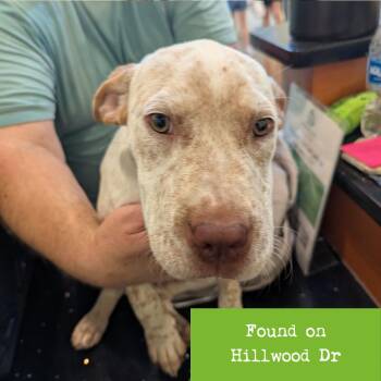 Baked Pittato -  American Staffordshire Terrier and Mixed Breed Dog for Adoption in Lynchburg, Virginia - Baked Pittato | PetCurious