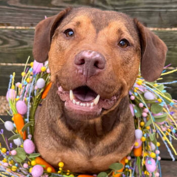 Rescue Labrador Retriever and Mixed Breed Dogs for Adoption in Newark, New Jersey - Mable | PetCurious
