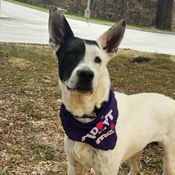Australian Cattle Dog Blue Heeler and Spaniel Dogs Available for Adoption - Myrtle JuM | PetCurious