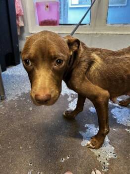 Honeybun -  Pit Bull Terrier Dog for Adoption in Mobile, Alabama - Honeybun | PetCurious
