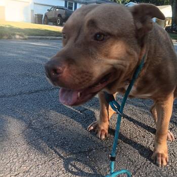Cardi -  Labrador Retriever and Mixed Breed Dog for Adoption in Springfield, Missouri - Cardi | PetCurious