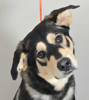 Rescue Husky Dogs for Adoption in Newport, Tennessee - Bai | PetCurious
