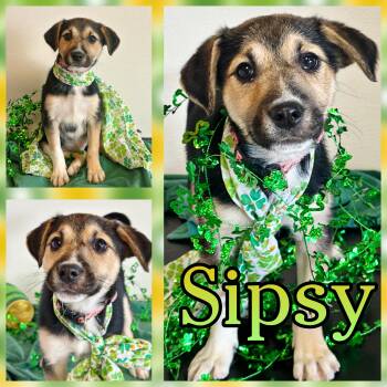 Cattle Dog Dogs Available for Adoption - Sipsy | PetCurious