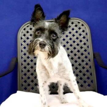 Schnauzer Dogs Available for Adoption - Mortimer | PetCurious
