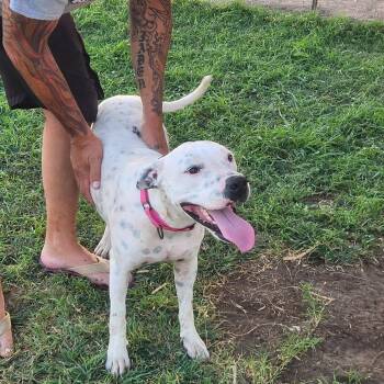Rusty -  Pit Bull Terrier Dog for Adoption in Plainfield, Connecticut - Rusty | PetCurious