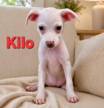 Tiffany Pup -Kilo -  Jack Russell Terrier and Chihuahua Dog Available for Adoption in Pompano Beach, Florida - Tiffany Pup -Kilo | PetCurious