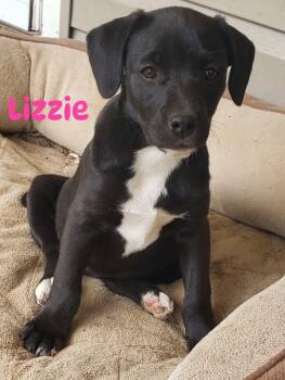 Black Labrador Retriever Dogs Available for Adoption in Pembroke, Massachusetts - Lizzie | PetCurious