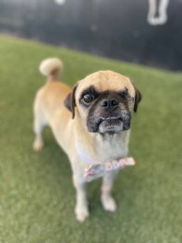 Rescue Pug Dogs for Adoption in Gardena, California - Roxor | PetCurious