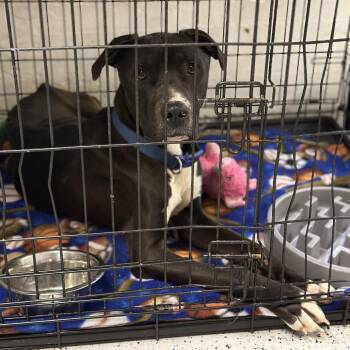 Pit Bull Terrier Dogs Available for Adoption in Fort Smith, Arkansas - Bart | PetCurious