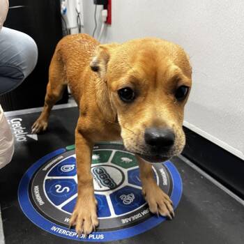 Yorkshire Terrier and French Bulldog Dogs Available for Adoption in Clearwater, Florida - Jaxson | PetCurious