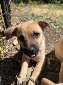 Chihuahua and Terrier Dogs Available for Adoption in Portland, Oregon - Optimus Prime | PetCurious