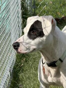 Duke -  Labrador Retriever Dog for Adoption in Hamilton, Montana - Duke | PetCurious