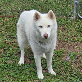 Siberian Husky Dogs Available for Adoption in Brentwood, Tennessee - Nala | PetCurious