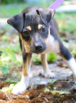 Patty -  Chihuahua Dog for Adoption in Manchester, Tennessee - Patty | PetCurious