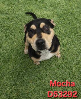 Pit Bull Terrier Dogs Available for Adoption in Clarksville, Tennessee - Mocha | PetCurious