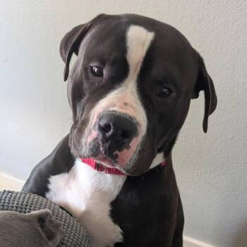 Pit Bull Terrier Dogs Available for Adoption - Muldoon | PetCurious